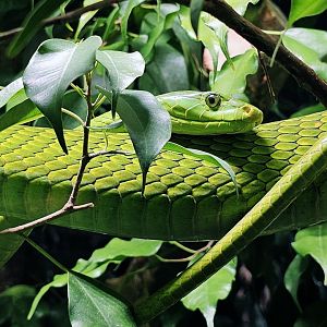 Haus der Natur - Eastern Green Mamba