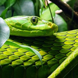 Haus der Natur - Eastern Green Mamba