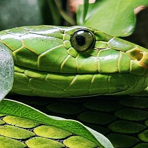 Haus der Natur - Eastern Green Mamba