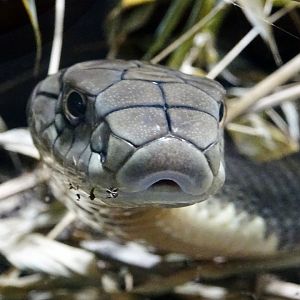 Haus der Natur - King Cobra