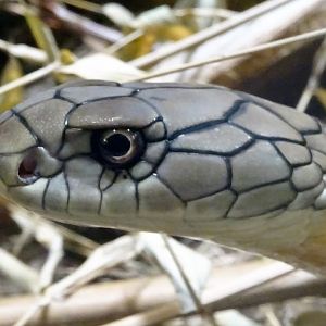 Haus der Natur - King Cobra