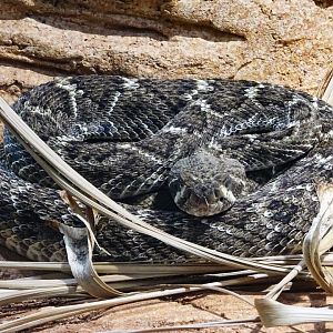 Haus der Natur - Western Diamondback Rattlesnake