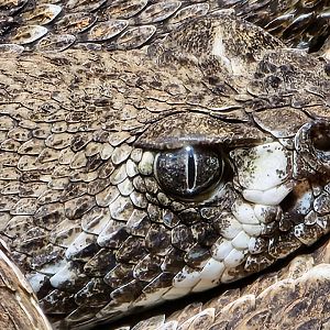 Haus der Natur - Western Diamondback Rattlesnake