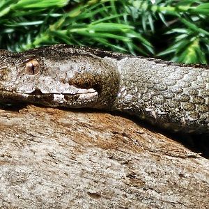 Haus der Natur - Nose-Horned Viper