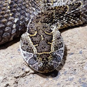 Haus der Natur - Puff Adder