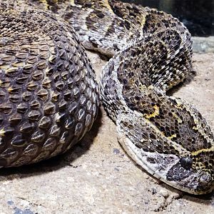 Haus der Natur - Puff Adder