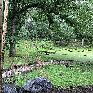 Red Panda Forest - Tufted Deer/Red-Crowned Crane Exhibit