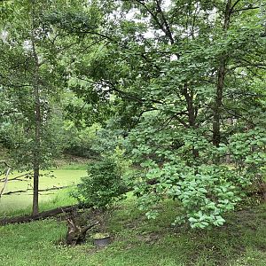 Red Panda Forest - Tufted Deer/Red-Crowned Crane Exhibit