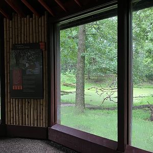 Red Panda Forest - Tufted Deer/Red-Crowned Crane Exhibit