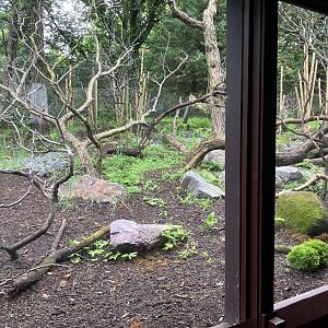 Red Panda Forest - Chinese Red Panda Exhibit