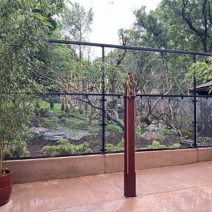 Red Panda Forest - Red Panda Viewing