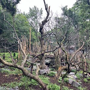 Red Panda Forest - Chinese Red Panda Exhibit