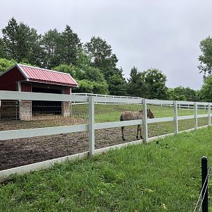 Wells Fargo Family Farm - Przewalski’s Horse Foal Exhibit