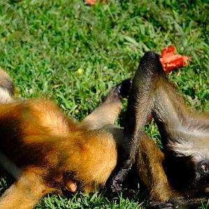 Spider Monkey - Wildlife HQ