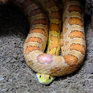 Corn Snake - Wildlife HQ