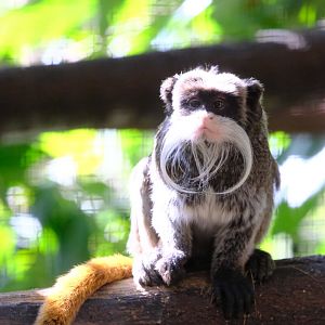 Emperor Tamarin - Wildlife HQ