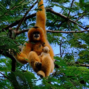 Tien / Xoai Nhi - Wildlife HQ