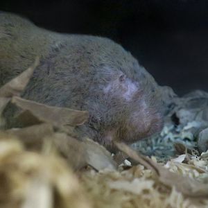 Mechow's Mole-Rat (Fukomys mechowii)