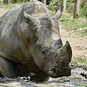 Southern White Rhinoceros (Ceratotherium simum simum)