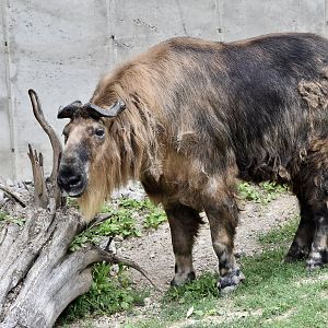 Sichuan Takin (Budorcas taxicolor tibetana)