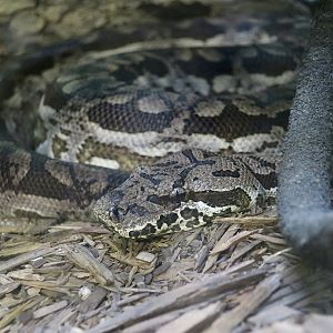 Dumeril's Boa (Acrantophis dumerili)