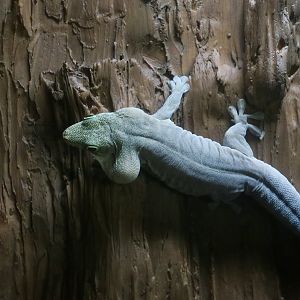 Standing's Day Gecko (Phelsuma standingi)