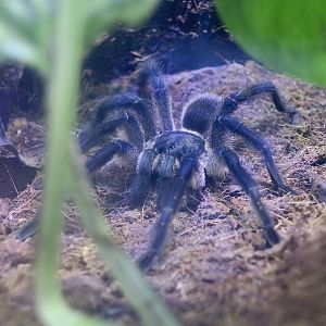 Socotra Island Blue Baboon Tarantula (Monocentropus balfouri)