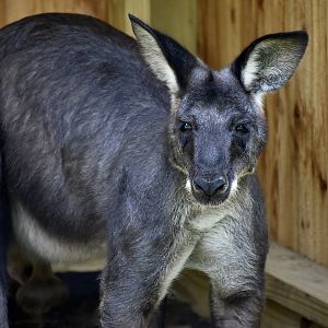Common Wallaroo (Osphranter robustus) dark-furred male