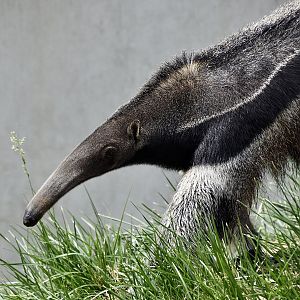 Giant Anteater (Myrmecophaga tridactyla)