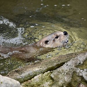 North American River Otter (Lontra canadensis)