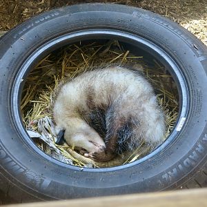 A very tired Virginia Opossum (Didelphis virginiana)
