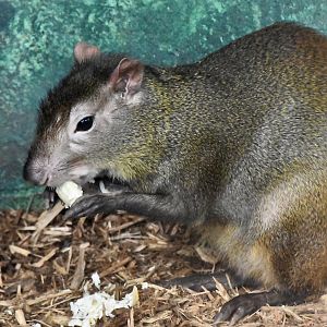 Red-Rumped Agouti (Dasyprocta leporina)