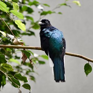 Green-Backed Trogon (Trogon viridis) male