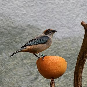Burnished-Buff Tanager (Stilpnia cayana)