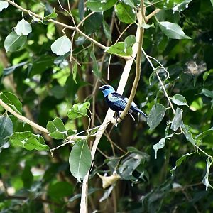 Blue-Necked Tanager (Stilpnia cyanicollis)