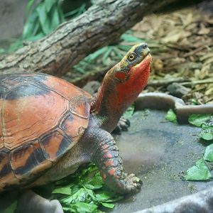 Indochinese Box Turtle (Cuora galbinifrons)