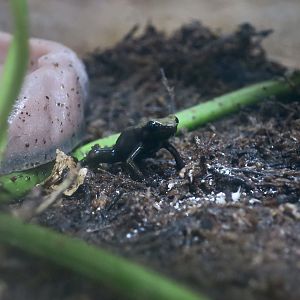 Arboreal Mantella (Mantella laevigata)