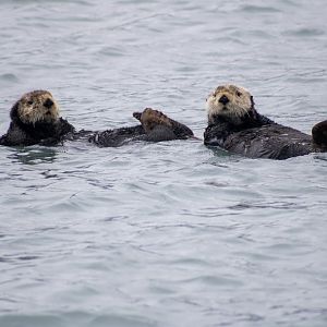 Sea Otters - Alaska
