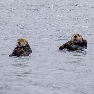 Sea Otters - Alaska