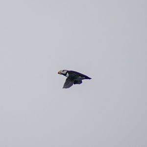 Horned Puffin - Alaska