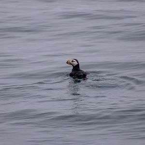 Horned Puffin - Alaska
