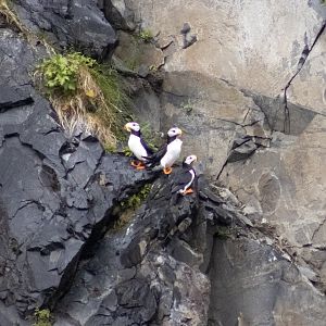 Horned Puffins - Alaska