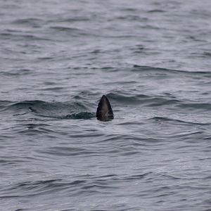 Salmon Shark - Alaska