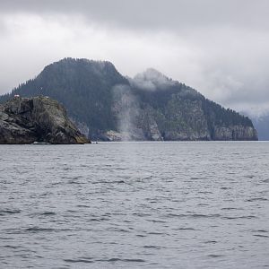 Fin Whale Blow - Alaska