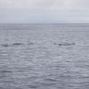 Fin Whales breaking surface - Alaska