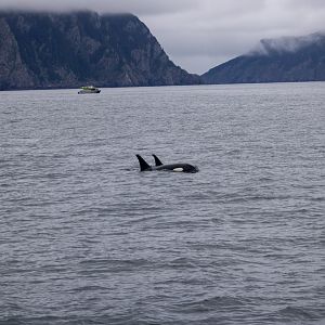 Orcas - Alaska