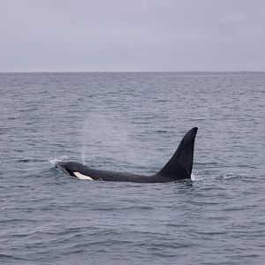 Orca bull - Alaska