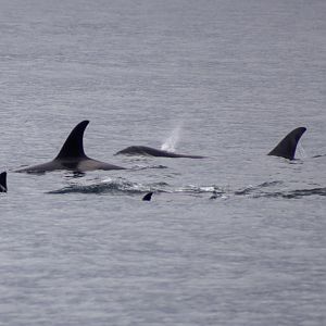 Orcas - Alaska