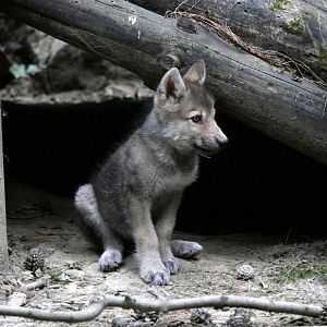 Canadian wolf pup (Canis lupus occidentalis) - Legendia Parc