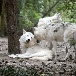 Arctic wolves (Canis lupus arctos) - Legendia Parc